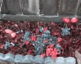 tritanope poppies