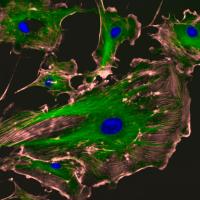 Daltonized version of fluorescent cells.