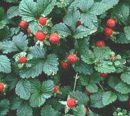 photo of mock strawberry plants*